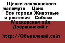 Щенки аляскинского маламута  › Цена ­ 15 000 - Все города Животные и растения » Собаки   . Московская обл.,Дзержинский г.